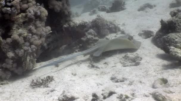 Stingray Bluespotted Taeniura Lumma υποβρύχια Ερυθρά θάλασσα. — Αρχείο Βίντεο