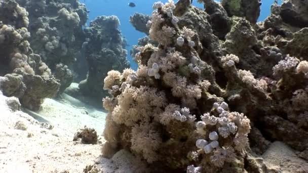 Vidéo de détente sous-marine sur le récif corallien en pure transparence de la mer Rouge . — Video