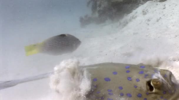 Fische mit Interesse beobachten Blaupunktrochen, die sich im Sand des Meeres vergraben. — Stockvideo