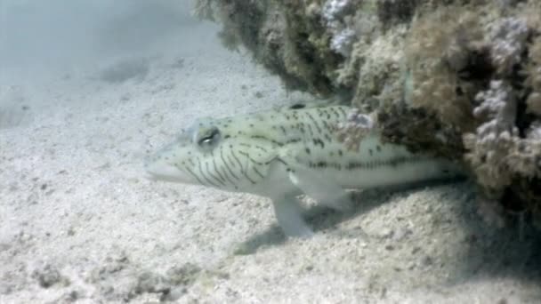 Fistularia stingray Taeniura Lumma burrows i sand undervattens Röda havet. — Stockvideo