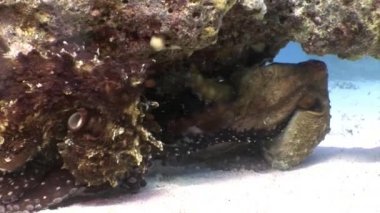 Çift gizli ahtapot saklanarak mercan sualtı Red Sea'deki/daki tr.