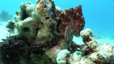 Ahtapot bir mavi arka plan sualtı Kızıldeniz.