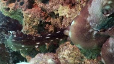 Kırmızı ahtapot yakın çekim sualtı deniz.