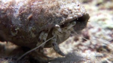 Kanser keşiş sualtı Shaab Sharm.