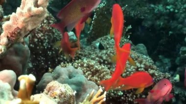 Mercan sualtı Red Sea'deki/daki muhteşem levrek balık sürüsü Close-Up.