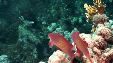 Mercan sualtı Red Sea'deki/daki muhteşem levrek balık sürüsü Close-Up.