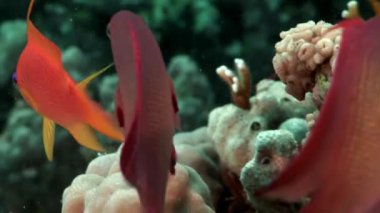 Mercan sualtı Red Sea'deki/daki muhteşem levrek balık sürüsü Close-Up.