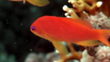 Mercan sualtı Red Sea'deki/daki muhteşem levrek balık sürüsü Close-Up.