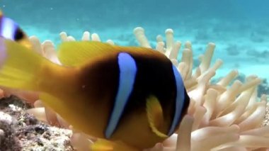 Kırmızı deniz Anemone suyun altında palyaço balığı.