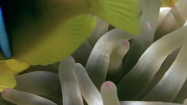 Kırmızı deniz Anemone suyun altında palyaço balığı.