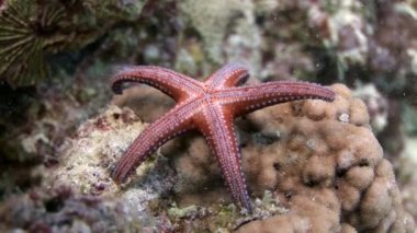 Gomophia egyptiaca dikenli kırmızı deniz yıldızları sualtı Mısır.