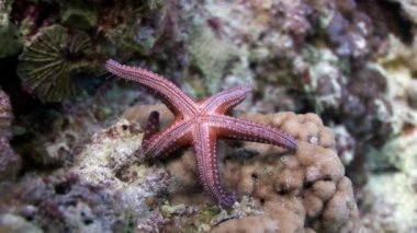 Gomophia egyptiaca dikenli kırmızı deniz yıldızları sualtı Mısır.