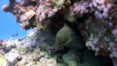 Kırmızı deniz Mısır'daki dev Moray.