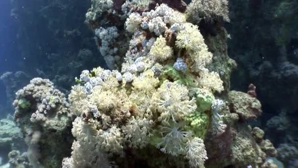 Underwater relax video about coral reef in pure transparent of Red sea. — Stock Video