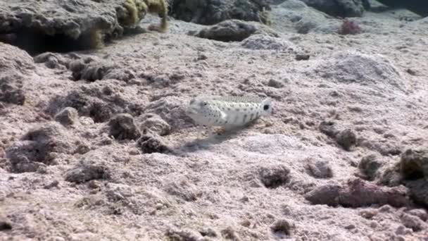 Skvrnitý Sandperch ryby sedí nehybně na mořském dně pod vodou Rudého moře. — Stock video