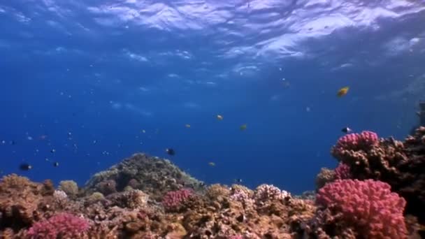 Escuela de peces brillantes sobre fondo de diferentes corales bajo el agua Mar Rojo . — Vídeo de stock