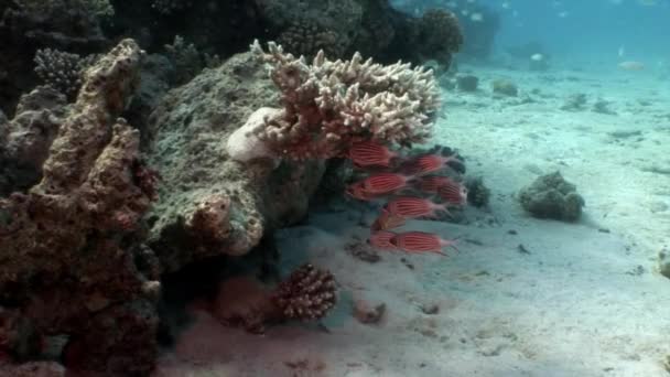 Scuola di pesci brillanti sullo sfondo di diversi coralli sott'acqua Mar Rosso . — Video Stock