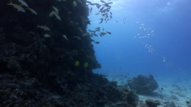 Sekolah ikan di latar belakang refleksi sinar matahari di bawah air Laut Merah . — Stok Video