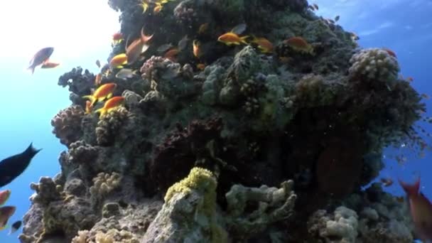 Liefde paar Octopus verbergen in koraal onderwater rode zee. — Stockvideo