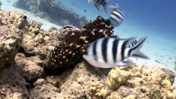 Bright striped fish in corals underwater Red sea. — Stock Video