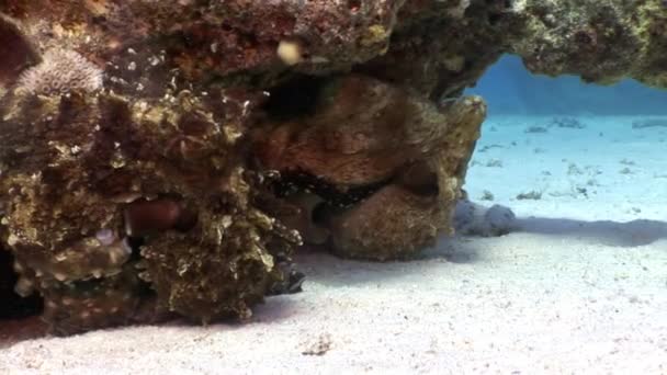 Kärlekspar av förtäckt bläckfisk gömmer sig i korall undervattens Röda havet. — Stockvideo