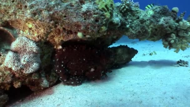 Love couple of disguised Octopus hiding in coral underwater Red sea. — Stock Video