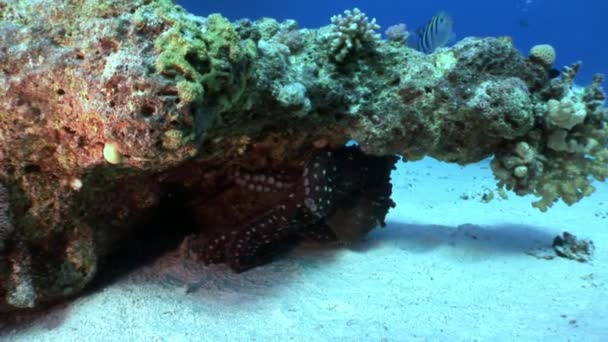 Красный осьминог прячется под кораллом под водой . — стоковое видео