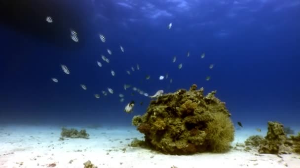 Víz alatti relax videó a korallzátonyok, a Vörös-tenger. — Stock videók