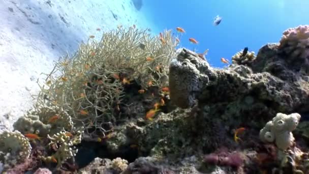 Underwater koppla video om korallrev i Röda havet. — Stockvideo