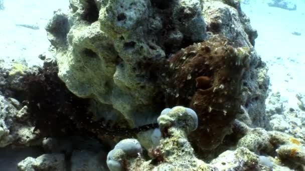 Láska pár skrytého chobotnice se skrývá v korálové pod vodou Rudého moře. — Stock video