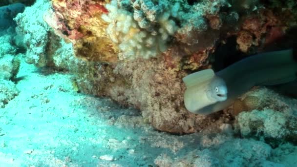 Posety muréna Siberea grisea pod vodou Rudého moře Egypt. — Stock video