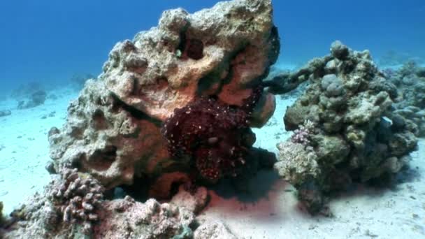 Приховані восьминіг підводний Червоного моря. — стокове відео
