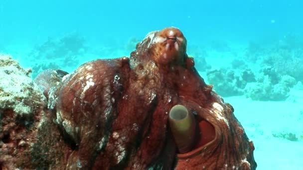 Осьминог на синем фоне под водой Красное море . — стоковое видео