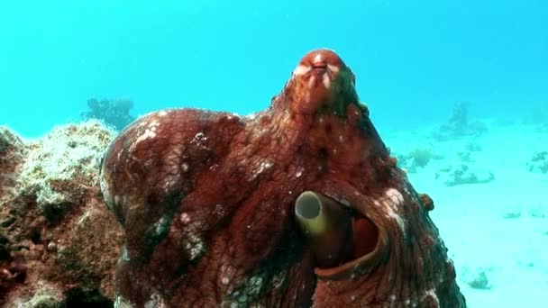 Octopus op een blauwe achtergrond onderwater rode zee. — Stockvideo