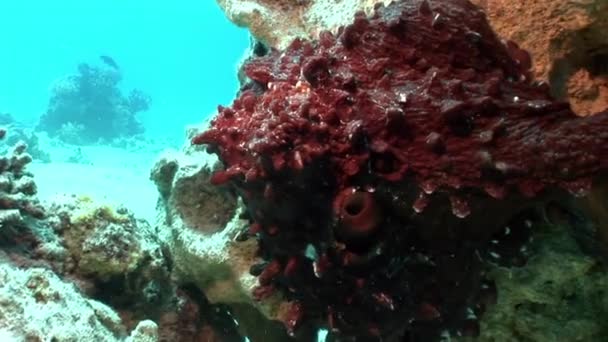在蓝色背景下红海的章鱼. — 图库视频影像