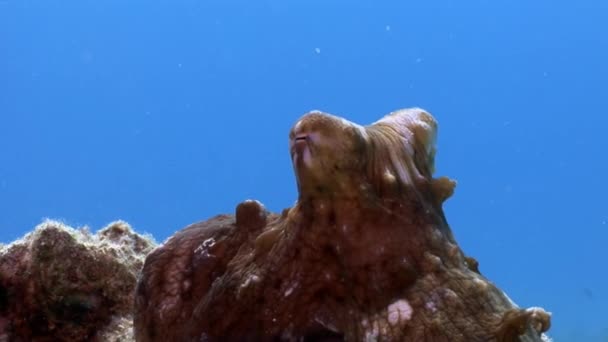 Red Octopus underwater sea. — Stock Video