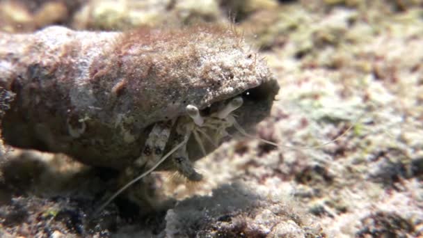 Рак раки під водою з Shaab Sharm. — стокове відео