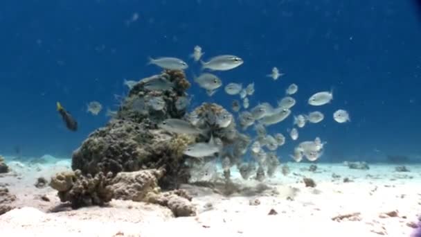 Škola stříbrných ryb pod vodou Rudého moře. — Stock video
