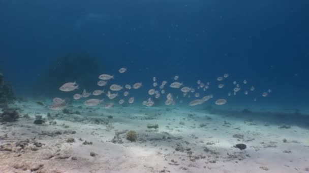 Schwarm von Silberfischen unter Wasser rotes Meer. — Stockvideo