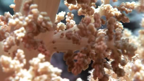 红海海底珊瑚. — 图库视频影像