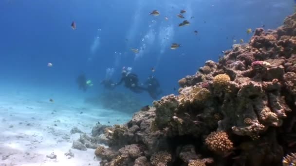 Dykning nära fiskstim i korallrev koppla undervattens Röda havet. — Stockvideo