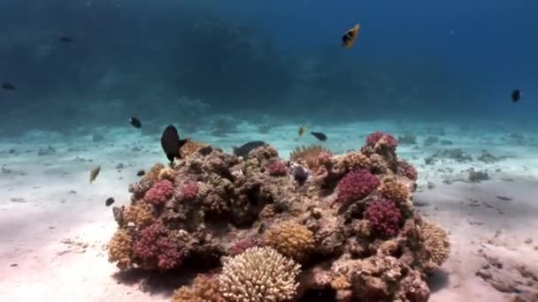 Scuola di pesce su sfondo di riflessione di luce del sole sott'acqua Mare Rosso . — Video Stock