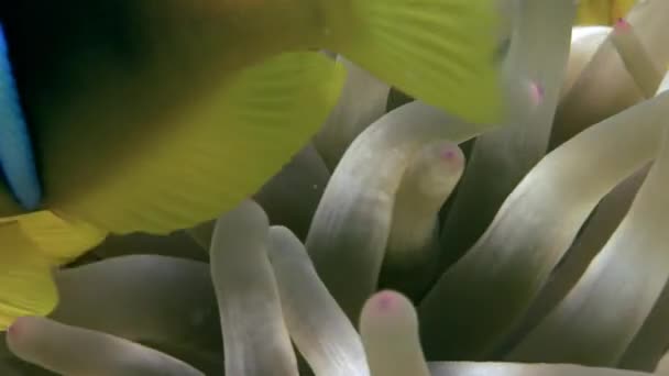Clown vis in Anemone onderwater van rode zee. — Stockvideo