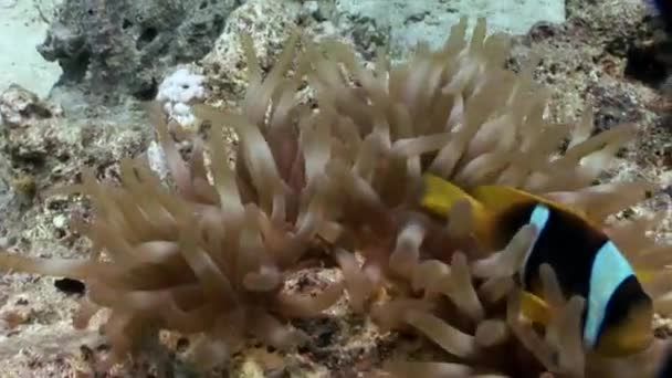 Clownfische in Anemonen-Unterwasser des Roten Meeres. — Stockvideo