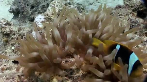 Peces payaso en Anémona bajo el agua del Mar Rojo . — Vídeo de stock