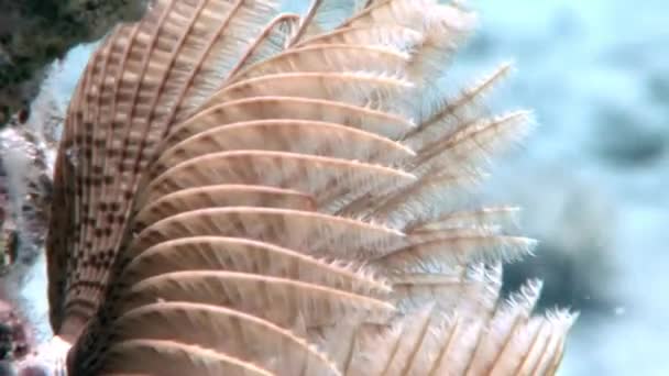 Unterwasser-Meeresnatur vor dem Hintergrund der wunderschönen Lagune des Roten Meeres. — Stockvideo