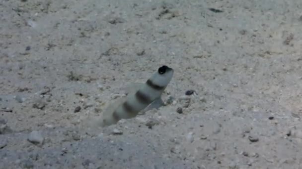 Vidéo de détente sous-marine sur la nature marine en pure transparence de la mer Rouge .