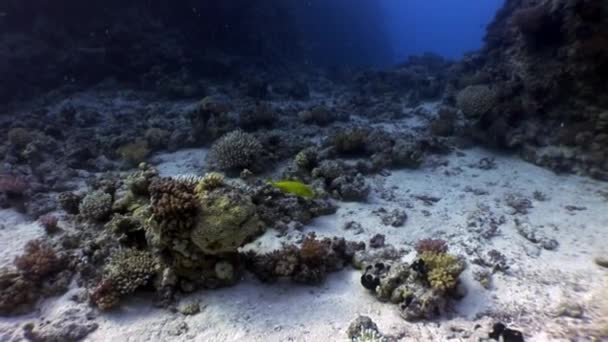Poisson jaune citron brillant dans les coraux sous-marins Mer Rouge . — Video