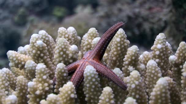 Gomophia egyptiaca prickly red sea stars underwater of Egypt. — Stock Video