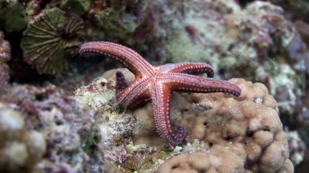 Estrellas rojas del mar Gomophia egyptiaca bajo el agua de Egipto . — Vídeos de Stock